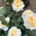 欧洲月季花碧翠丝月季欧洲月季玫瑰花苗四季开花不断室内庭院