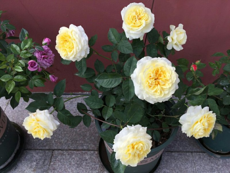 欧洲月季花碧翠丝月季欧洲月季玫瑰花苗四季开花不断室内庭院