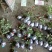 欧洲月季花碧翠丝月季欧洲月季玫瑰花苗四季开花不断室内庭院