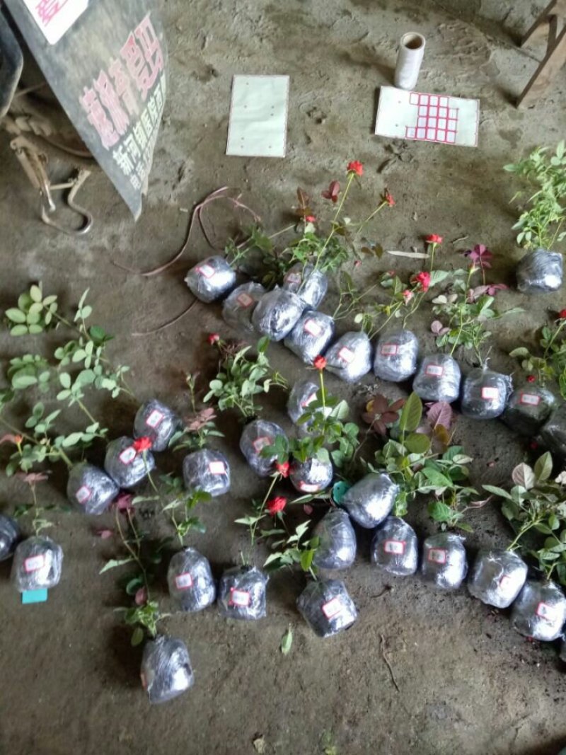 欧洲月季花碧翠丝月季欧洲月季玫瑰花苗四季开花不断室内庭院
