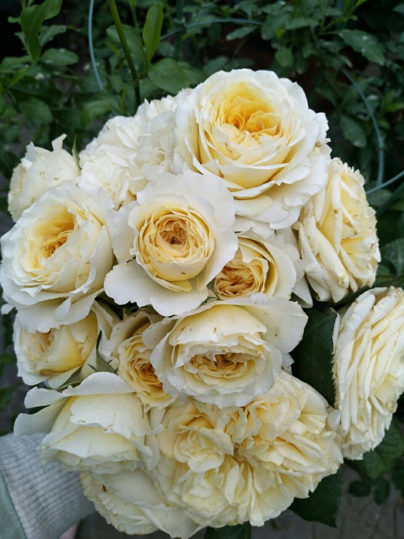 欧洲月季花碧翠丝月季欧洲月季玫瑰花苗四季开花不断室内庭院