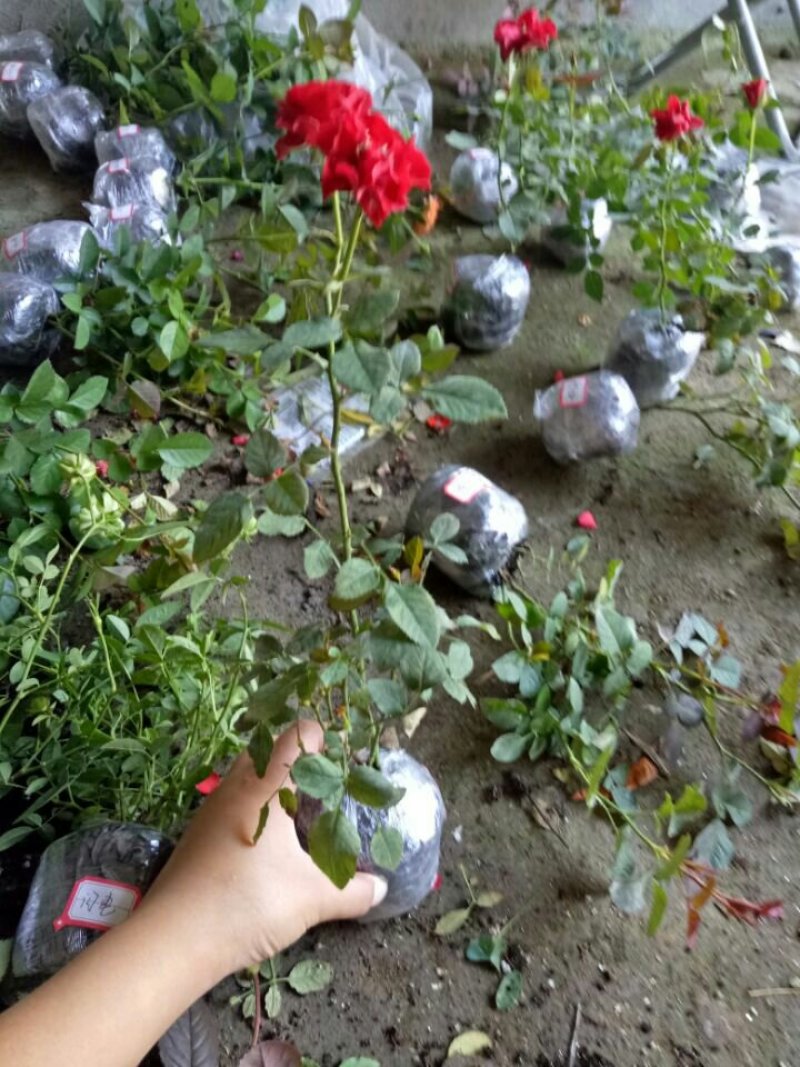 欧洲月季花碧翠丝月季欧洲月季玫瑰花苗四季开花不断室内庭院