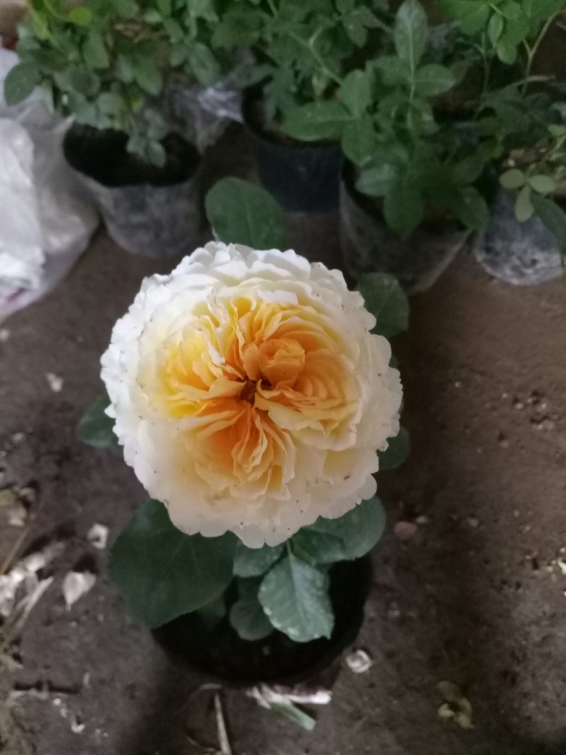 欧洲月季花碧翠丝月季欧洲月季玫瑰花苗四季开花不断室内庭院