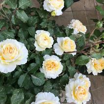欧洲月季花碧翠丝月季欧洲月季玫瑰花苗四季开花不断室内庭院