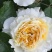 欧洲月季花碧翠丝月季欧洲月季玫瑰花苗四季开花不断室内庭院