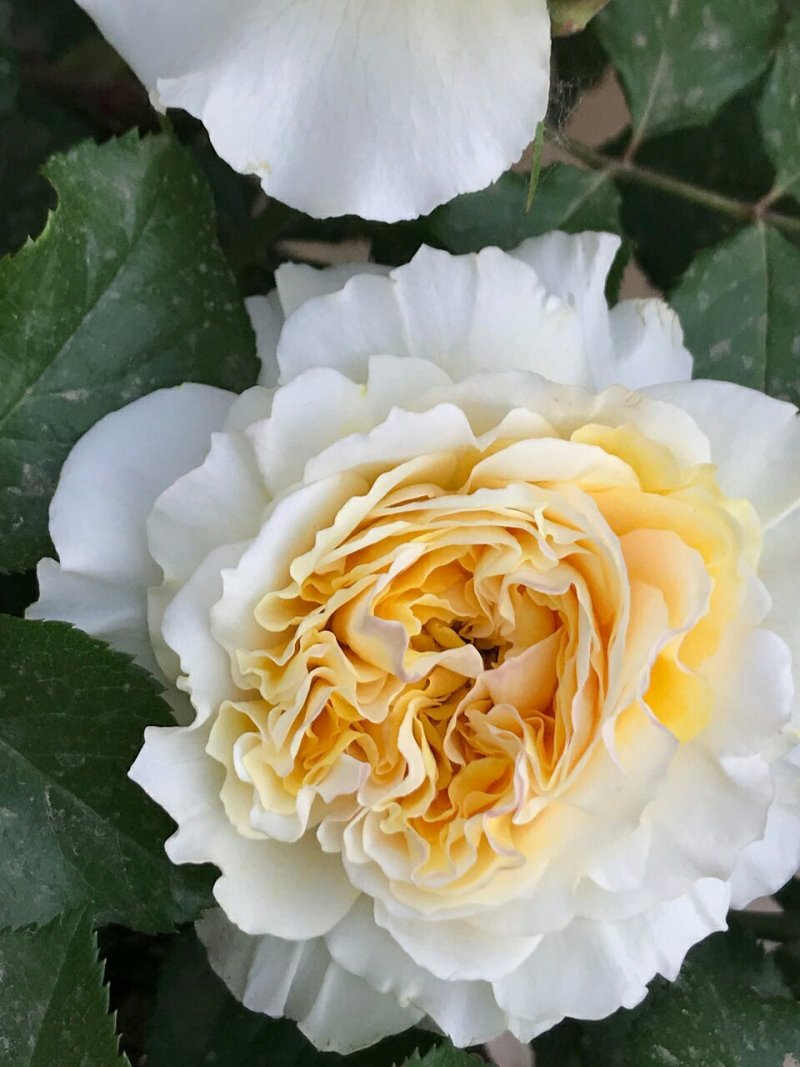 欧洲月季花碧翠丝月季欧洲月季玫瑰花苗四季开花不断室内庭院