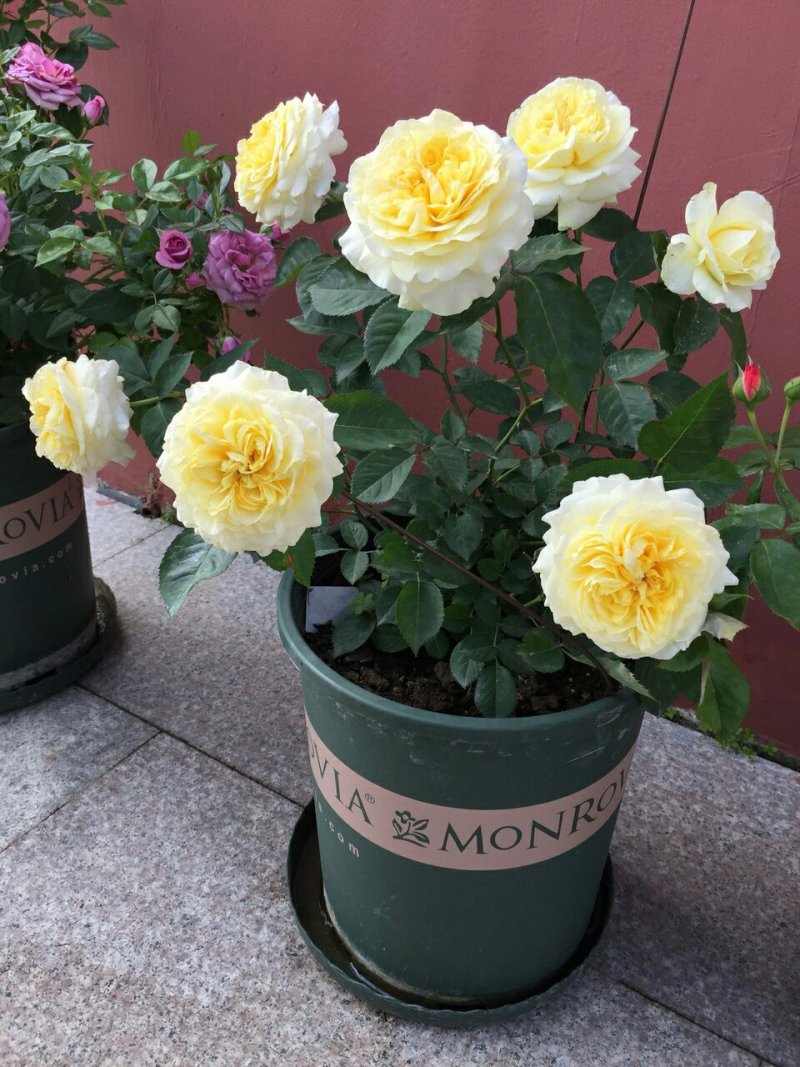 欧洲月季花碧翠丝月季欧洲月季玫瑰花苗四季开花不断室内庭院