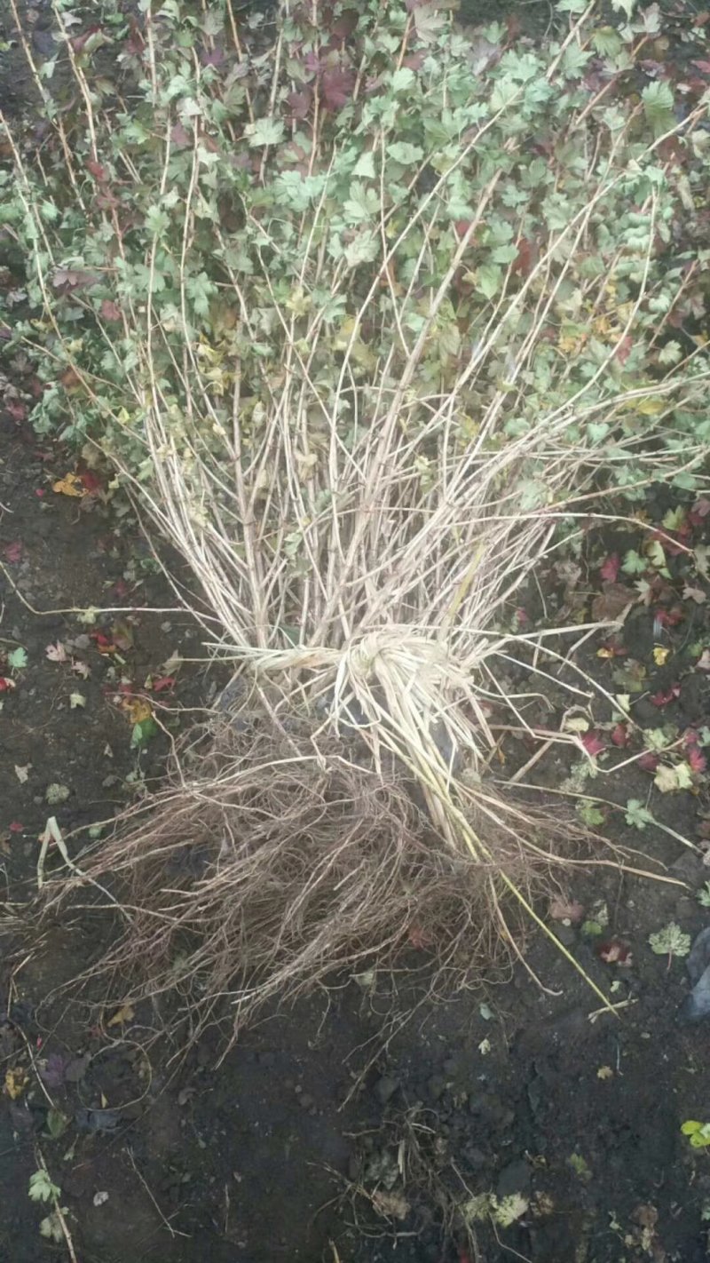 灯笼果苗，新品种大果品种灯笼果苗，灯笼果苗当年结果苗