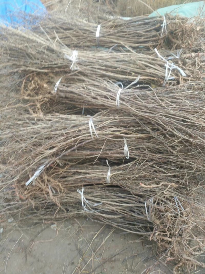 灯笼果苗，新品种大果品种灯笼果苗，灯笼果苗当年结果苗