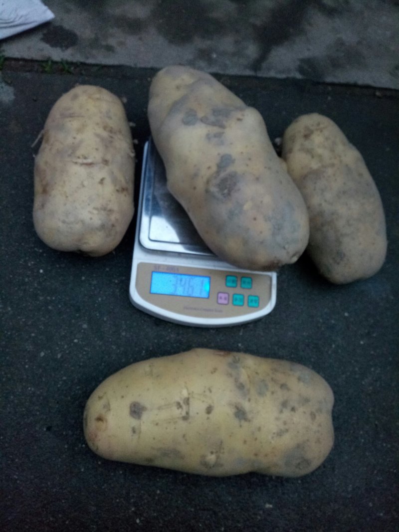 丽薯六号土豆精品4两以上
