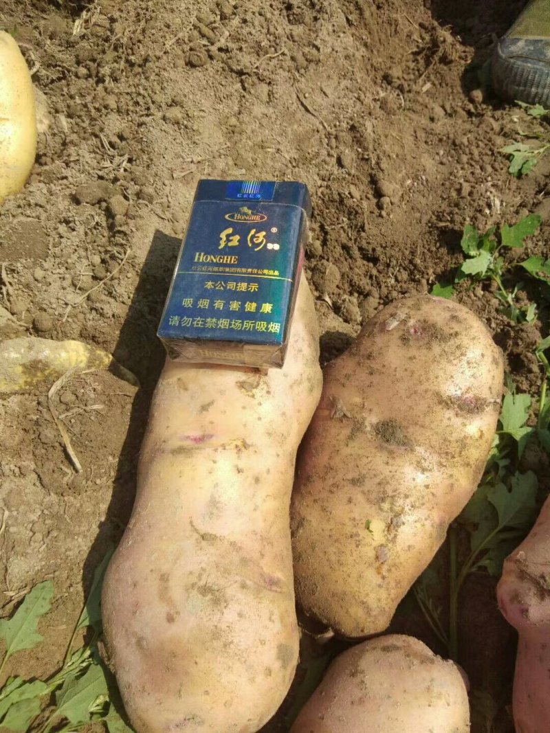 丽薯六号土豆精品4两以上