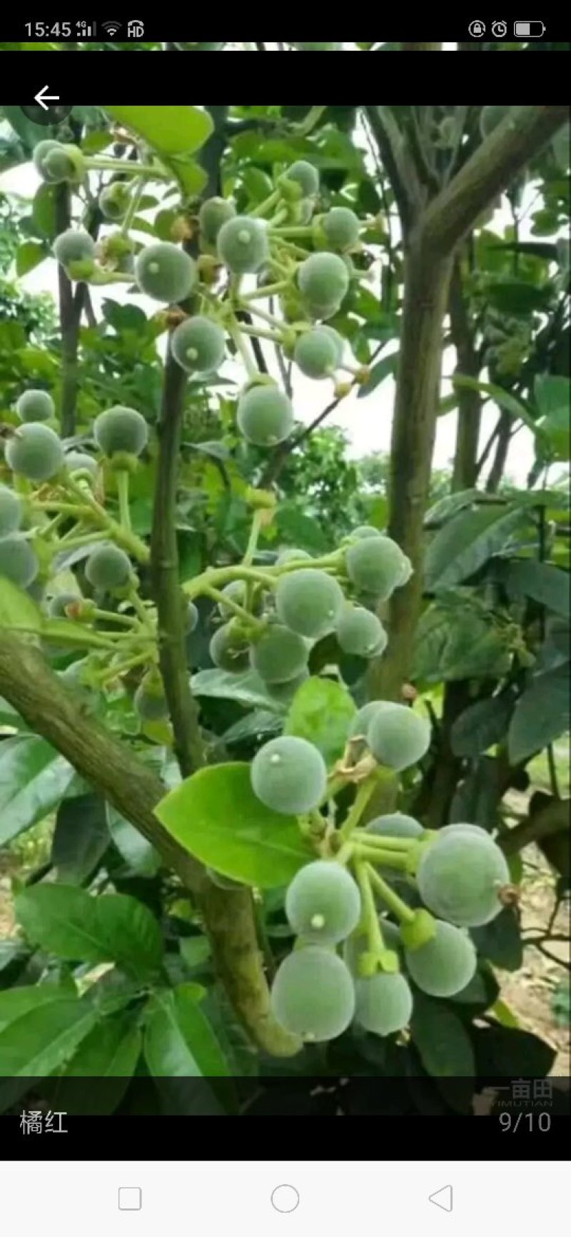 橘红苗