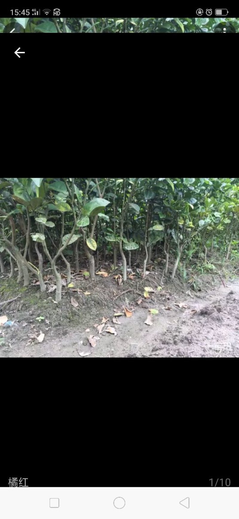 橘红苗