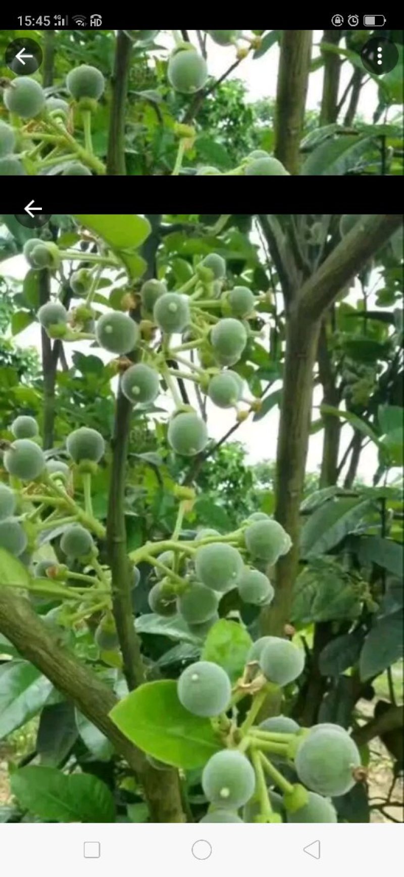 橘红苗