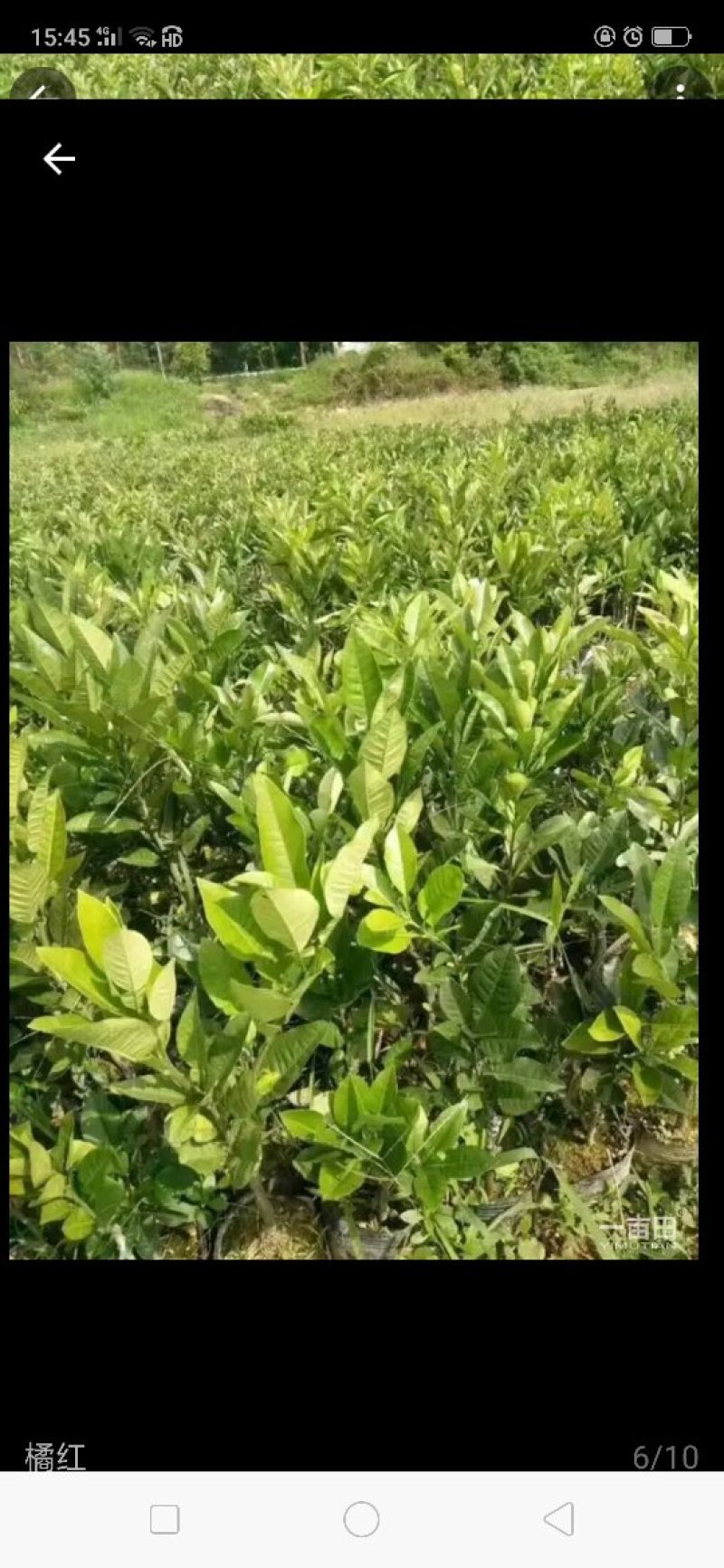 橘红苗