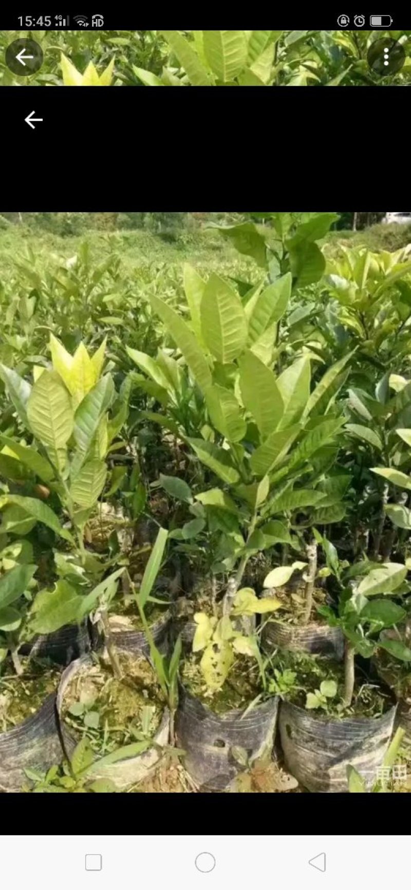 橘红苗