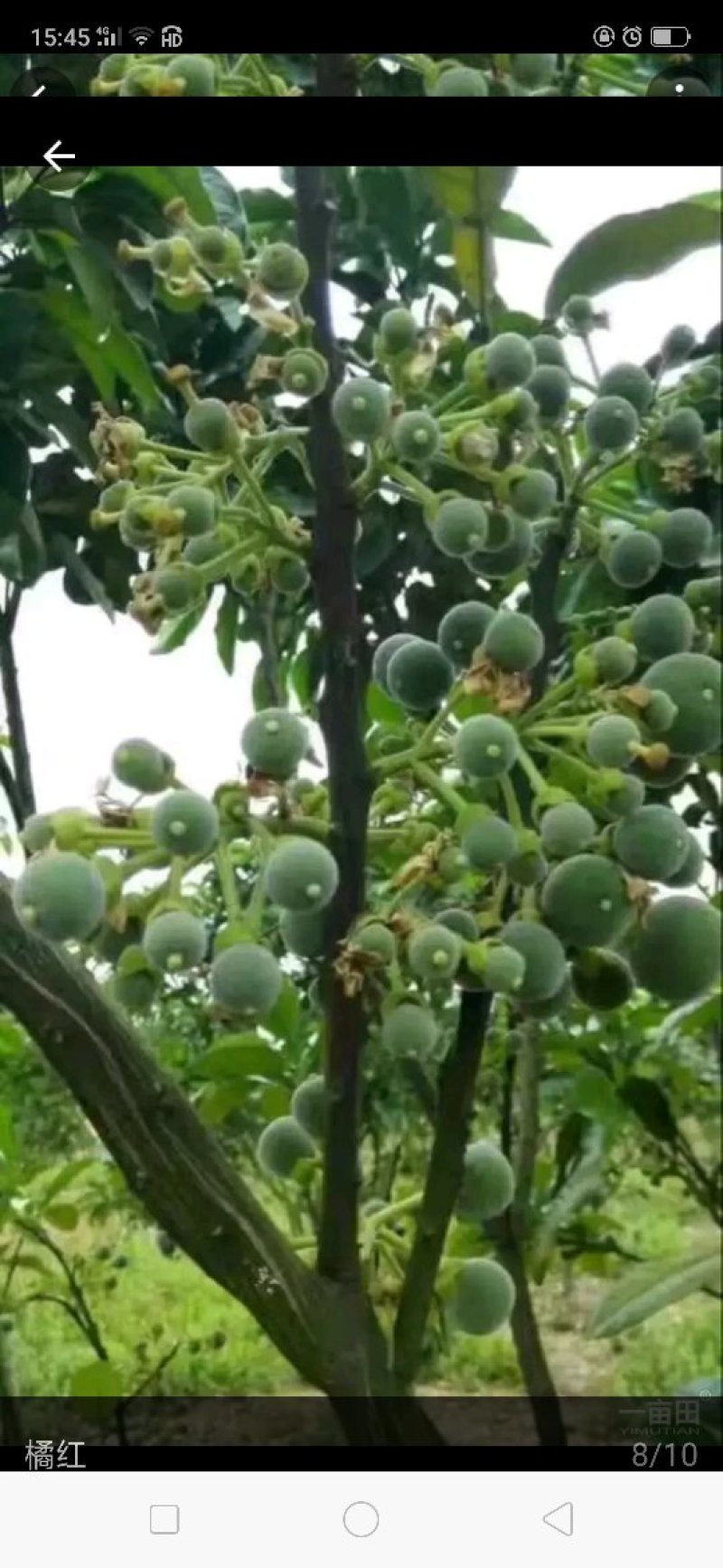 橘红苗