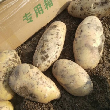丽薯六号土豆4两以上通货
