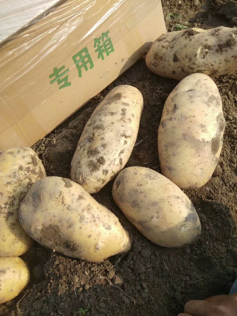 丽薯六号土豆4两以上通货