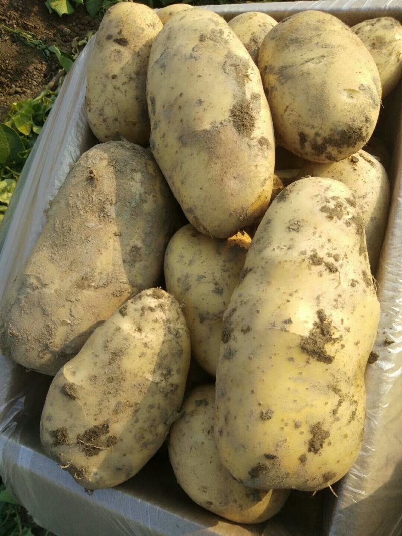 丽薯六号土豆4两以上通货