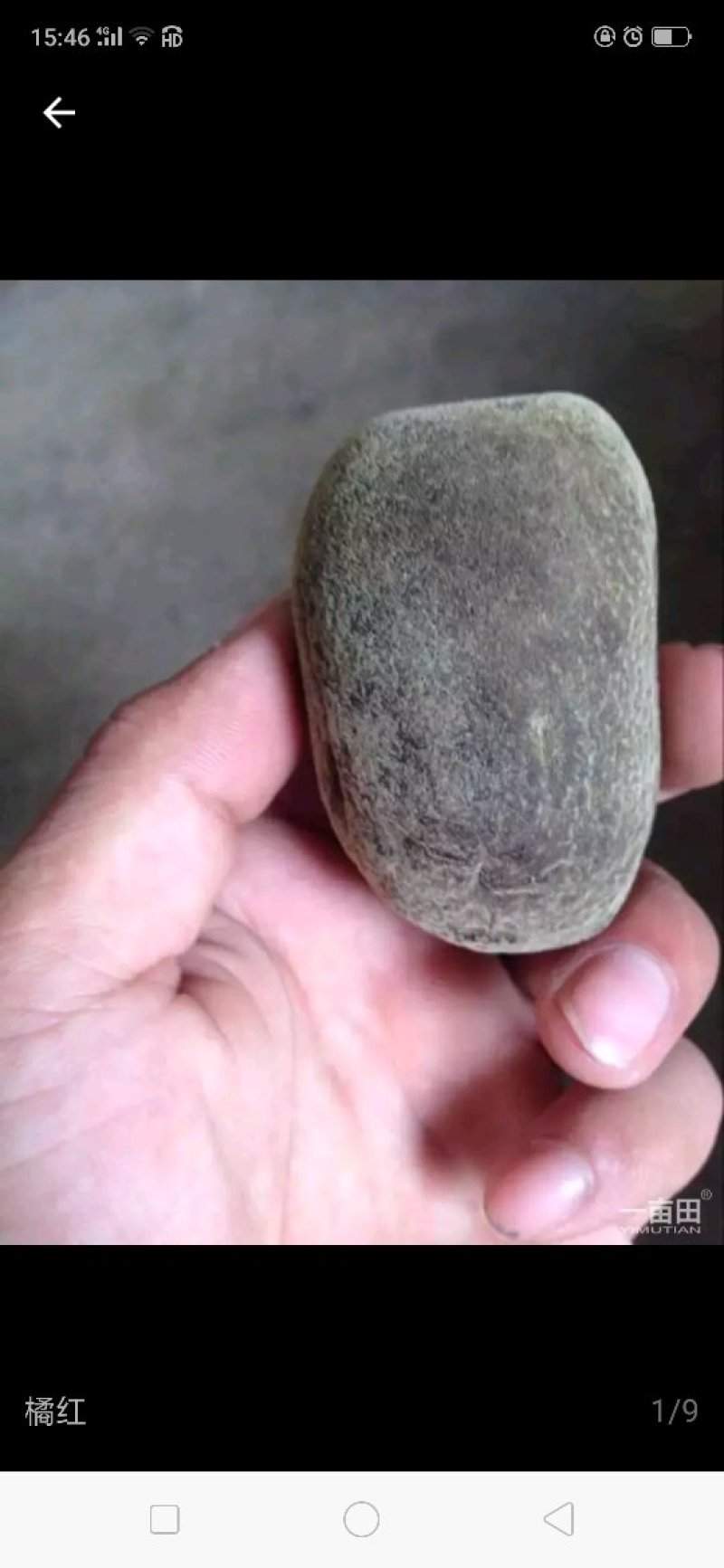 橘红果干果