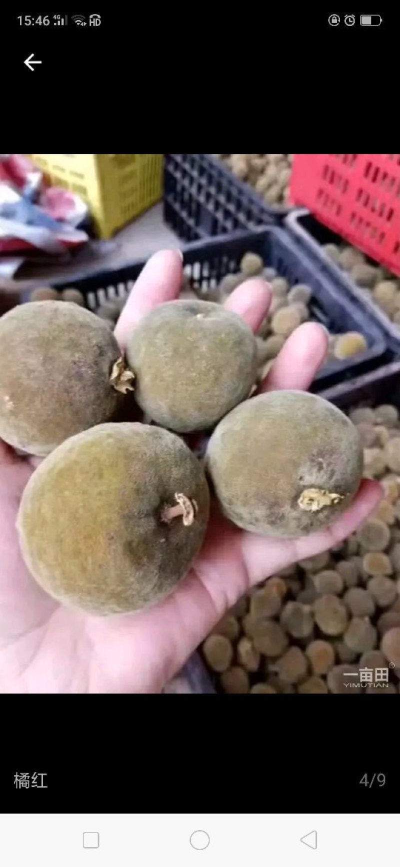 橘红果干果
