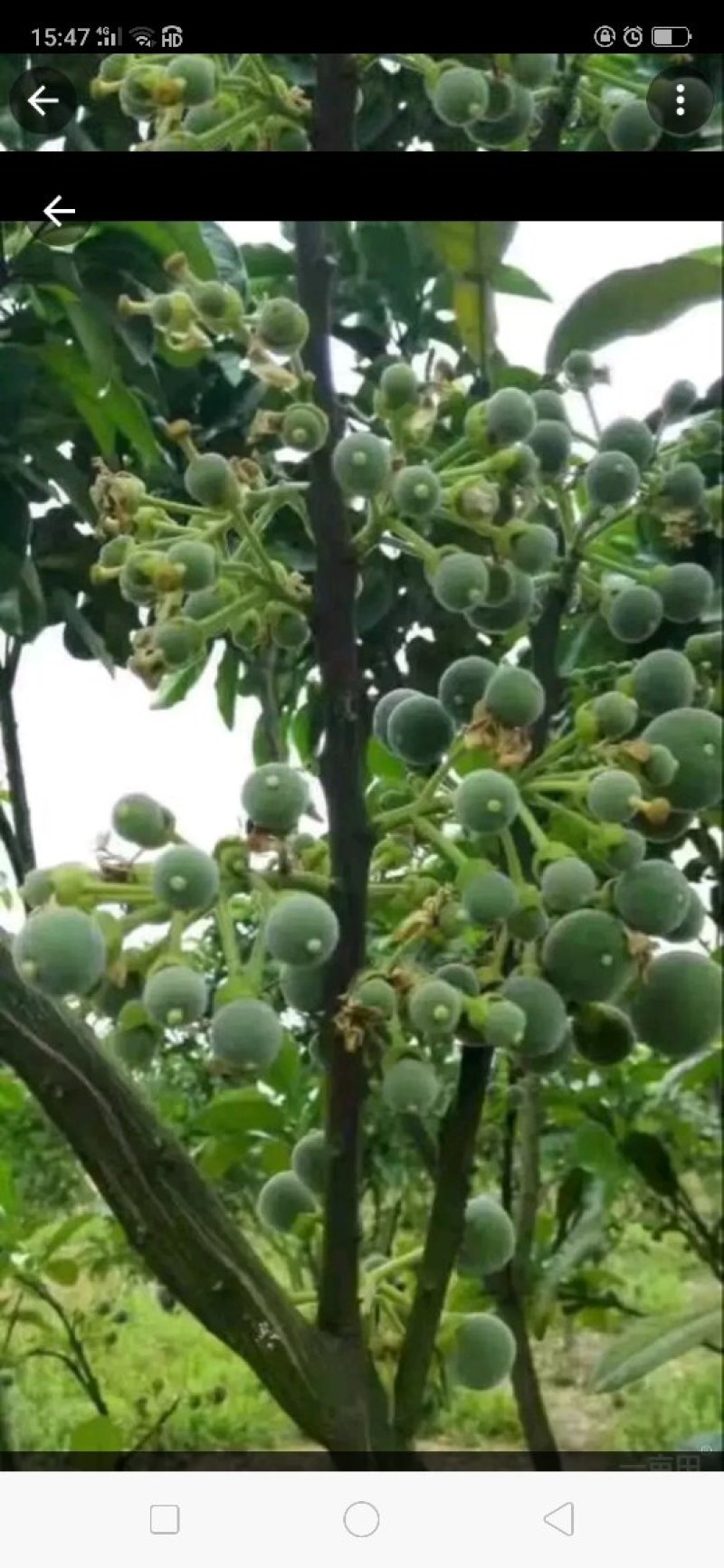橘红果干果