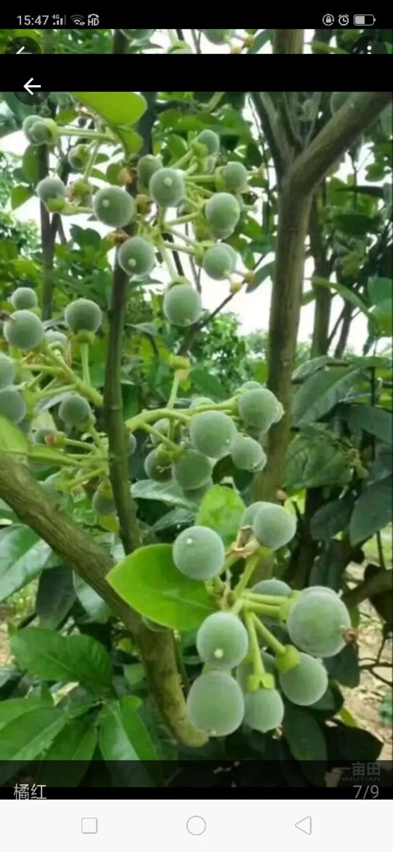 橘红果干果