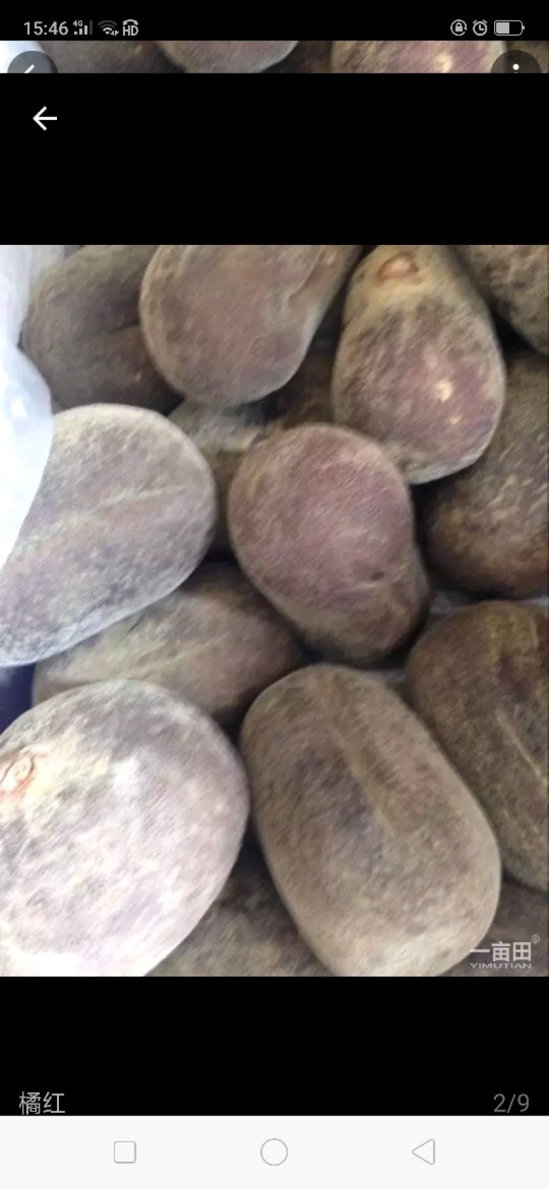 橘红果干果