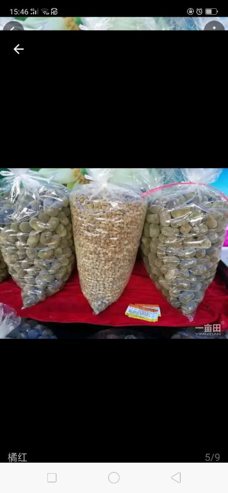 橘红果干果