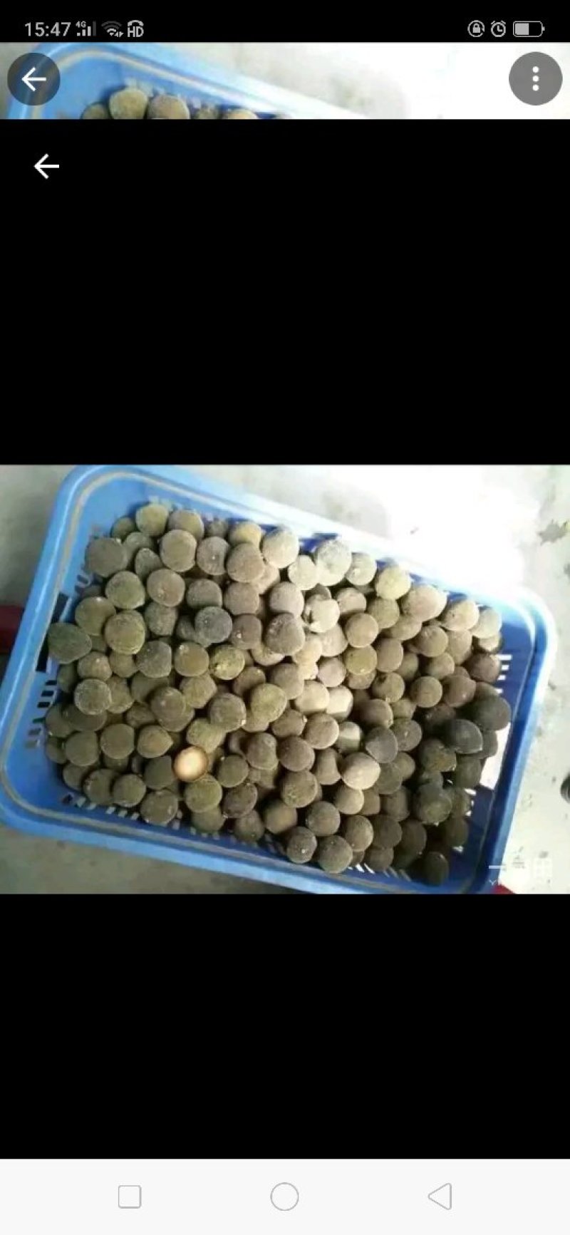 橘红果干果