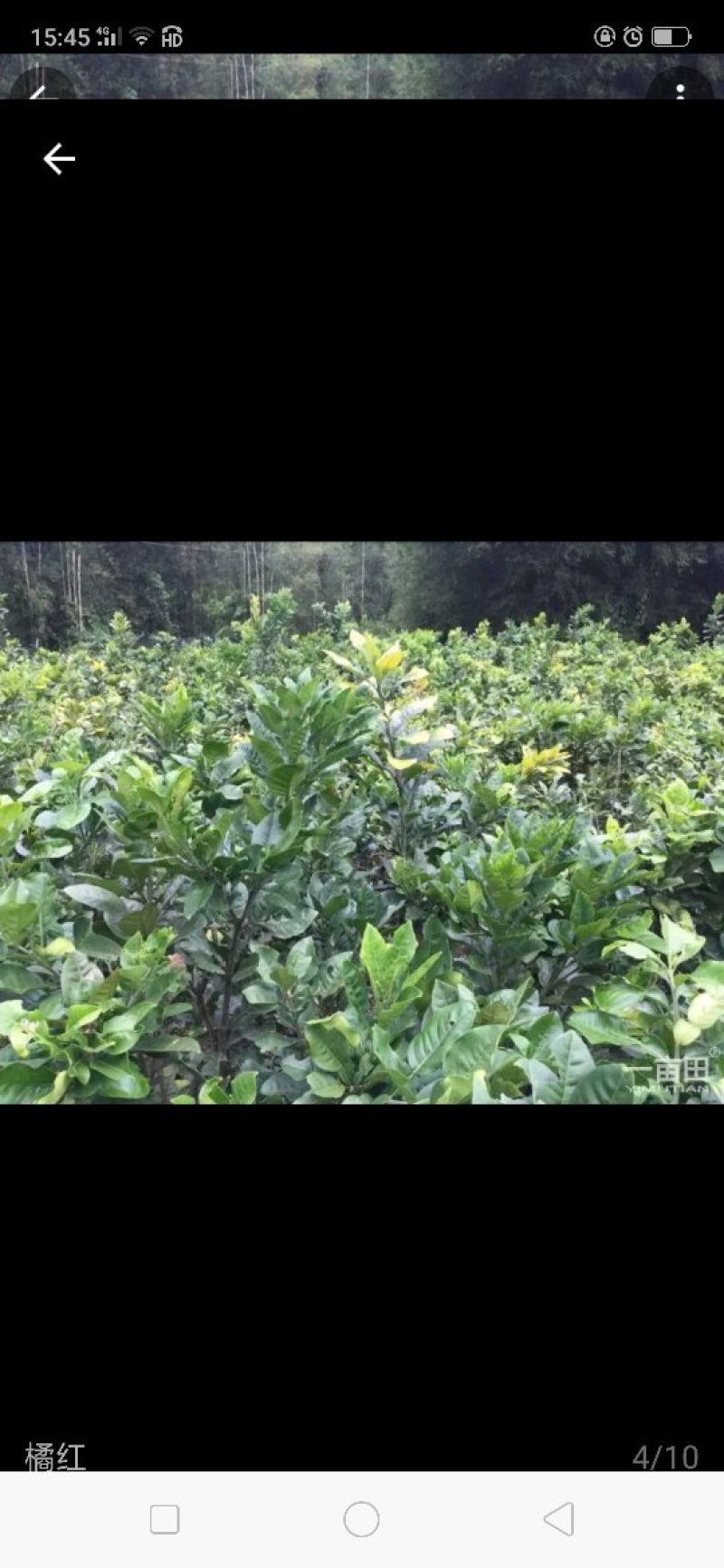 橘红果干果