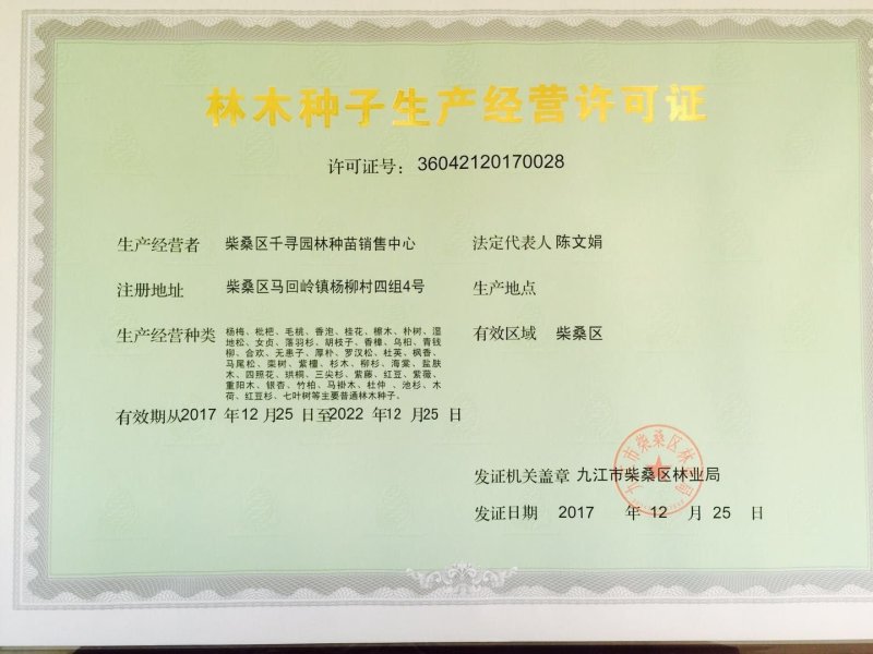 元宝枫种子新货五角枫青枫美国红枫三角枫各种枫树种子