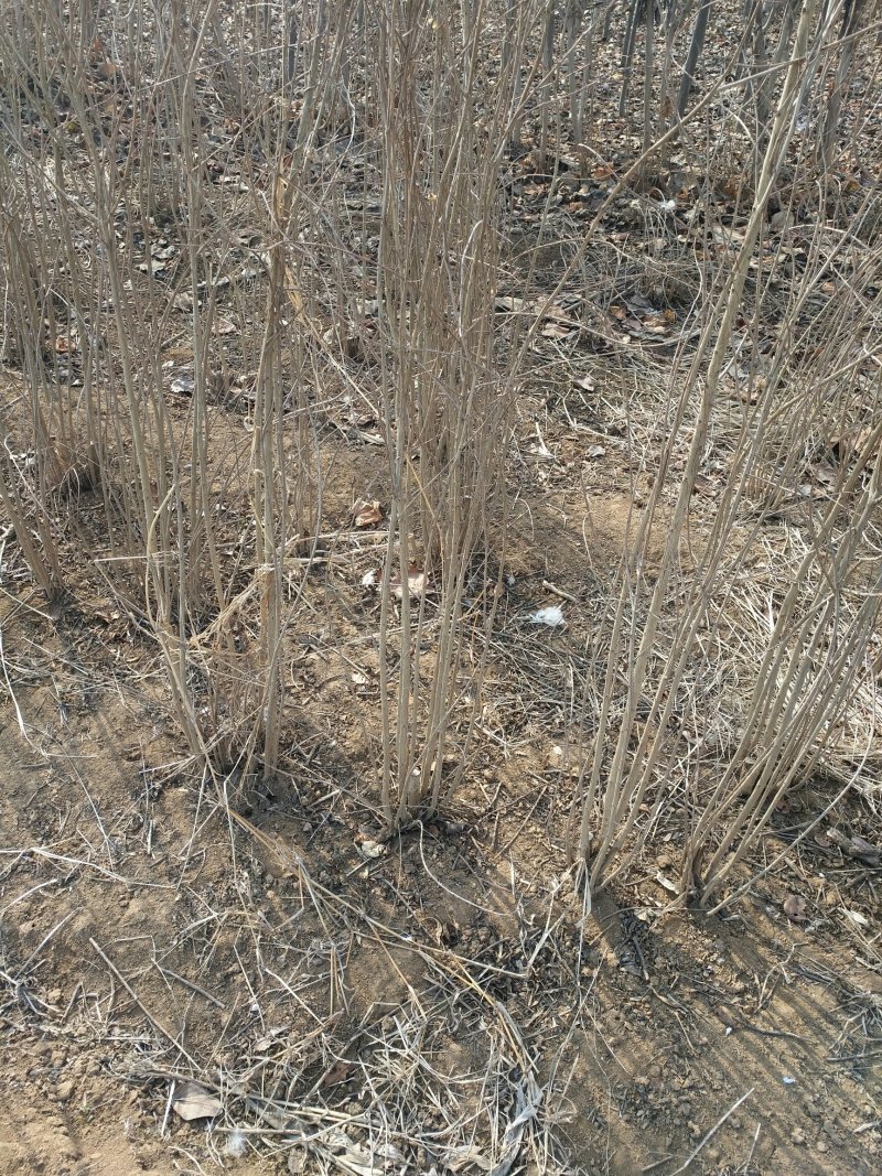 丛生石榴树