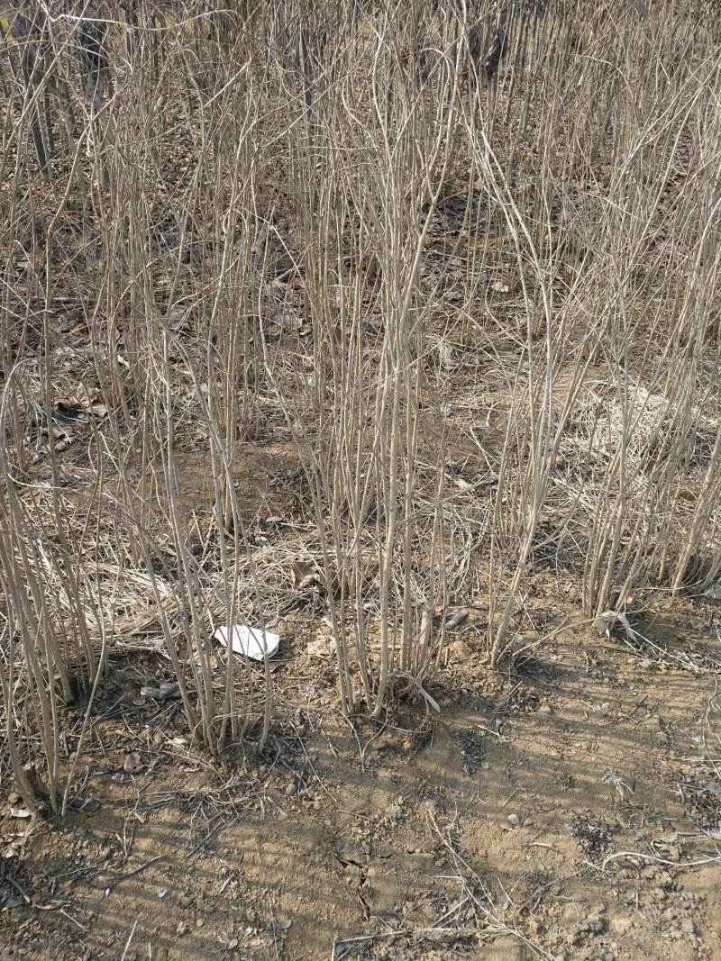 丛生石榴树