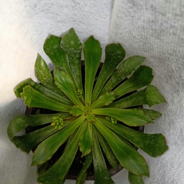 露薇花