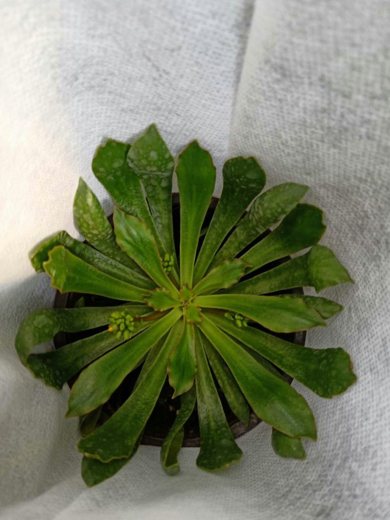 露薇花