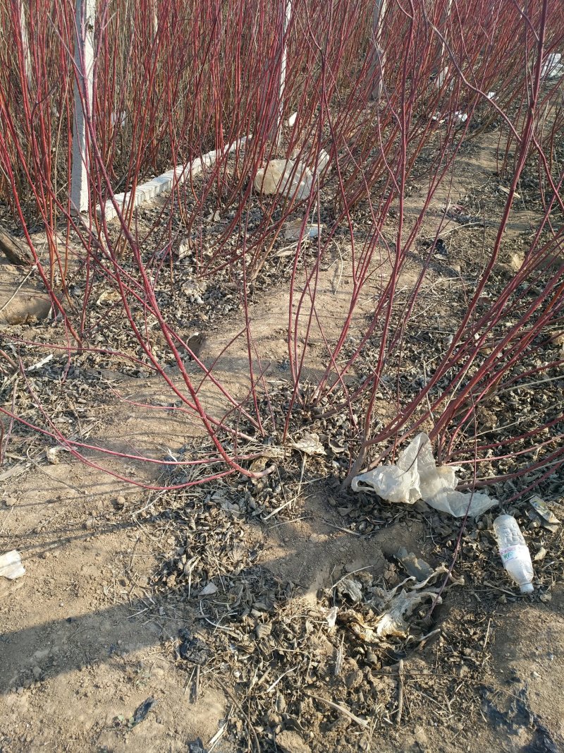 供应红瑞木