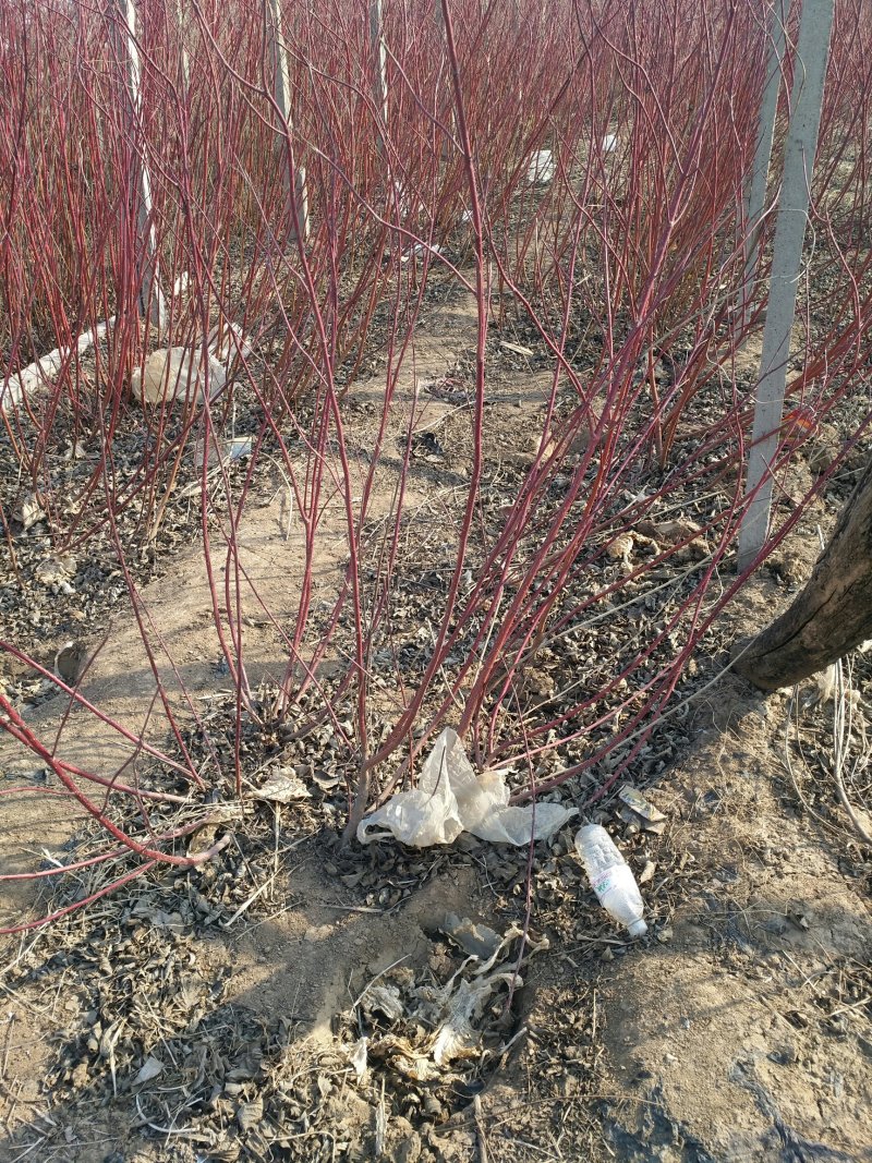 供应红瑞木