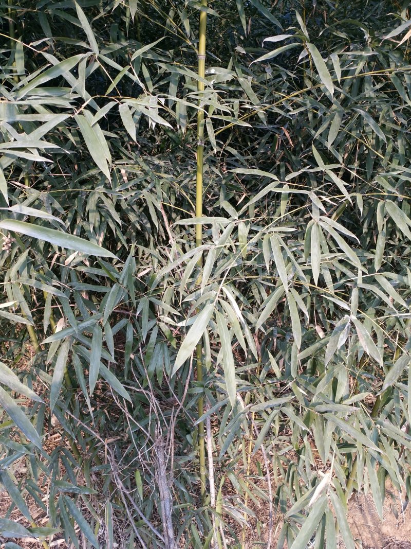 竹子