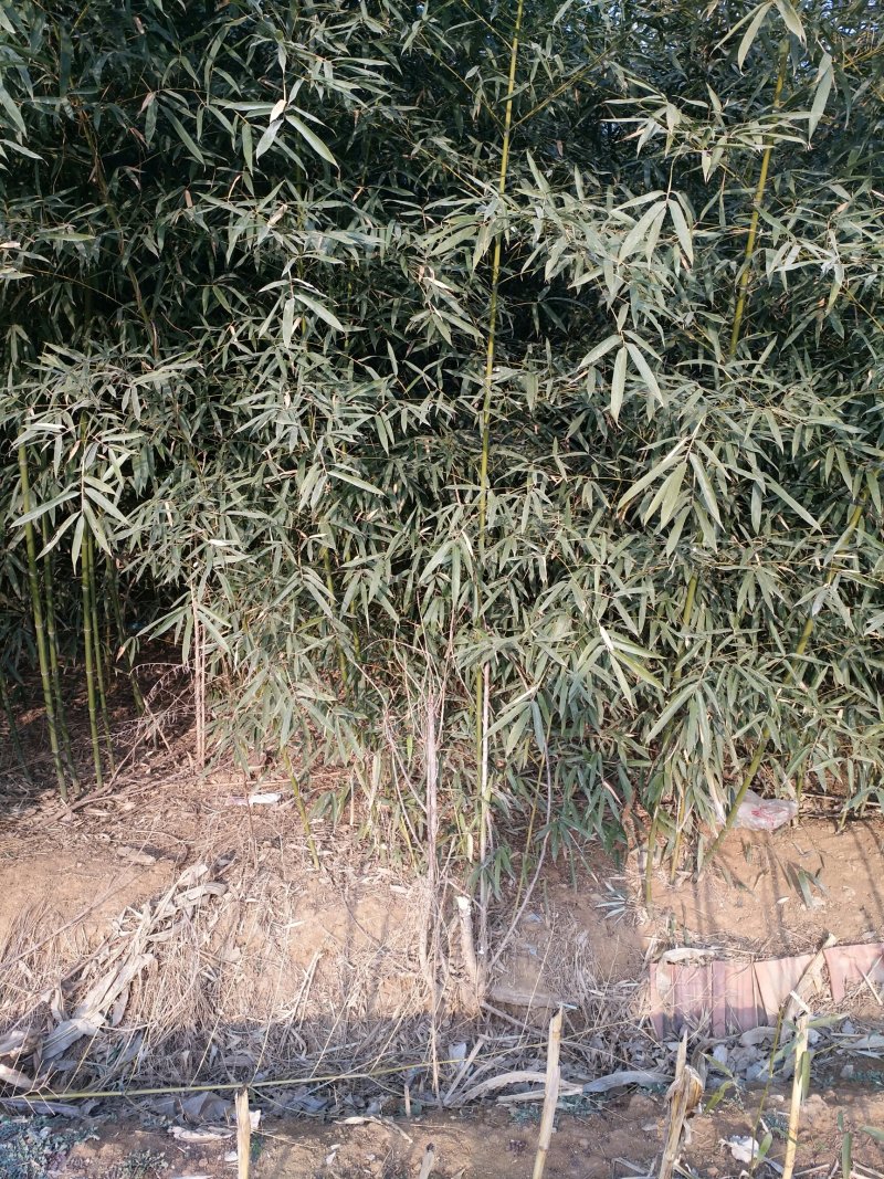 竹子
