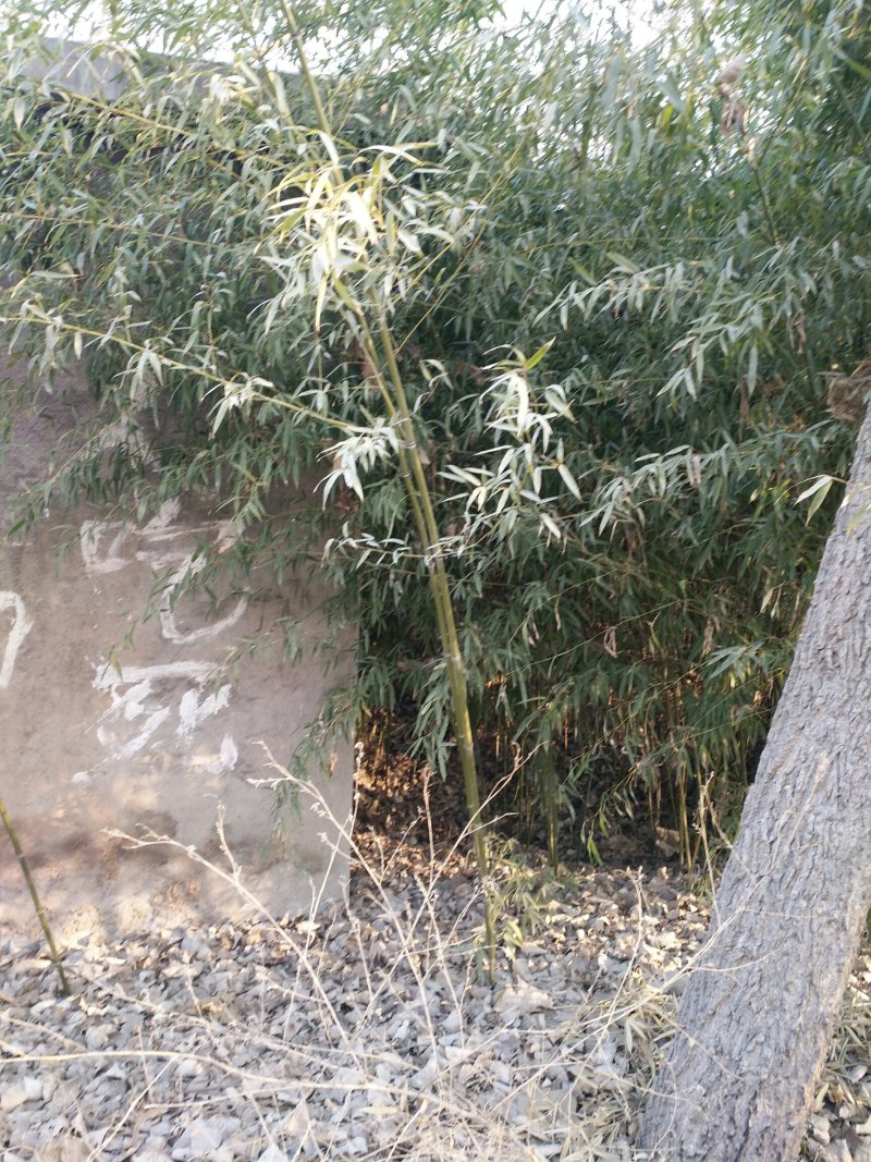 竹子
