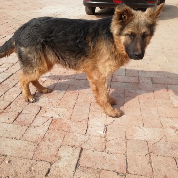 牧羊犬
