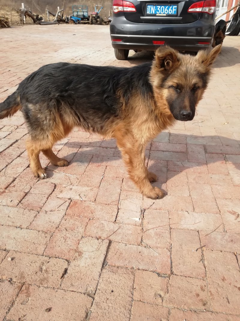 牧羊犬