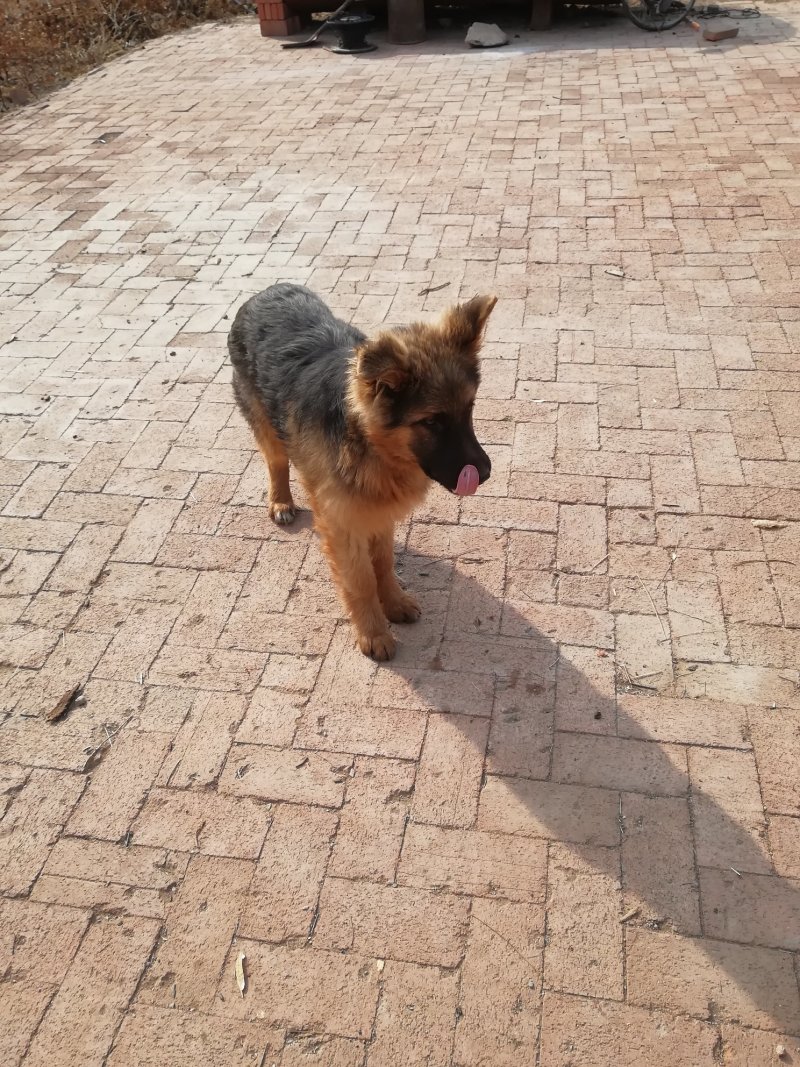 牧羊犬
