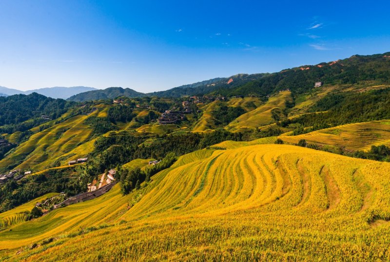 龙胜大白糯