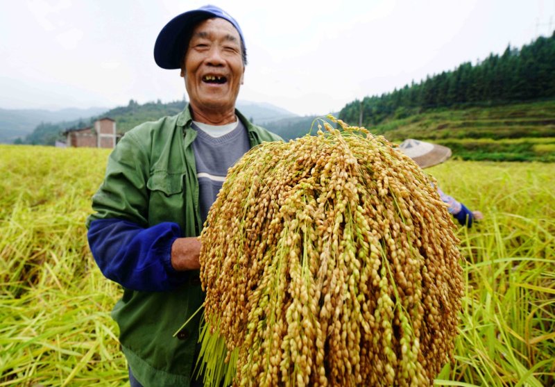 龙胜大白糯