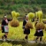 龙胜大白糯