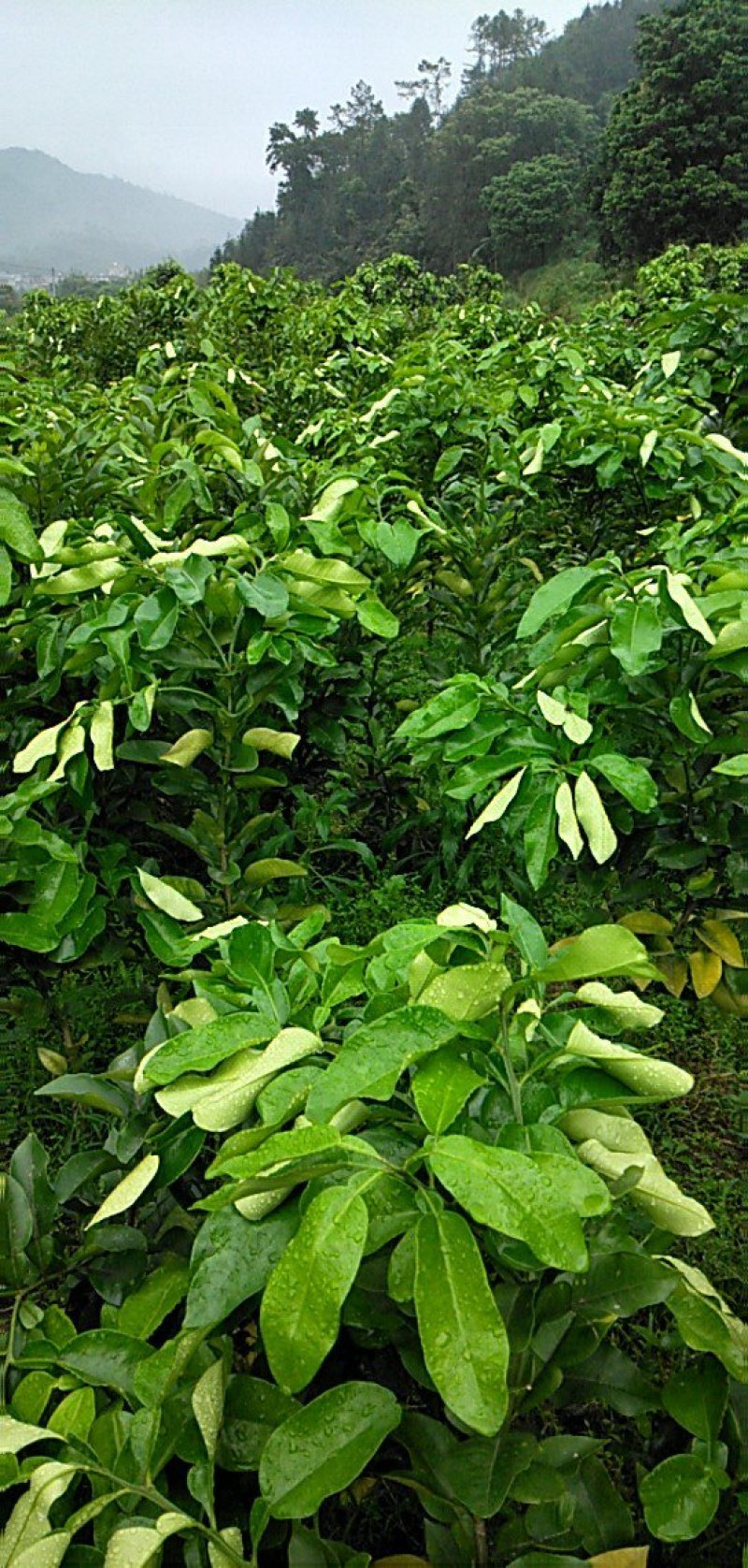 三红蜜柚苗