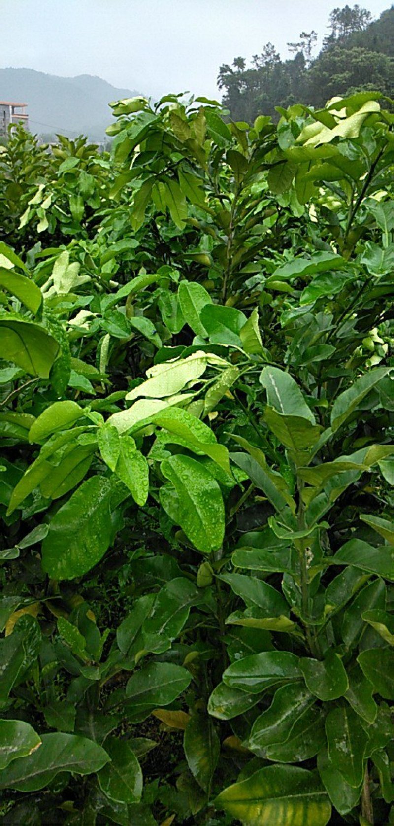 三红蜜柚苗